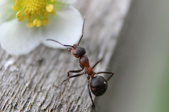 mravenec u květu